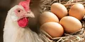 Los científicos por fin tienen la respuesta a la eterna pregunta: “¿Qué fue primero, el huevo o la gallina?"