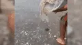 Sujeto ayuda a una rara criatura marina y miles saludan su increíble gesto [VIDEO] 