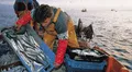 Gobierno entregó más de S/3 millones en créditos a pescadores artesanales y acuicultores desde enero a marzo de 2025