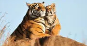 ¿Qué significa soñar con tigres? Su interpretación te sorprenderá