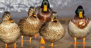 ¿Qué significa soñar con patos? ¿Es positivo o negativo? Te lo contamos