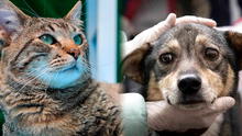 Más de 500 perros y gatos serán puestos en adopción en el Parque de la Exposición del 20 al 22 de diciembre Más de 500 perros y gatos serán puestos en adopción en el Parque de la Exposición del 20 al 22 de diciembre