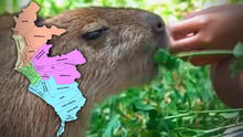 ¿Dónde puedo interactuar con capibaras en Lima?: conoce dos lugares donde alimentar y observar al roedor más viral