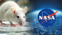 La NASA manda ratones al espacio y los sorprendentes resultados revelan lo complicado que será viajar a Marte