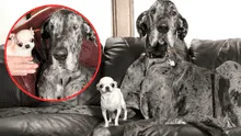 Así fue el asombroso encuentro entre el perro más alto del mundo y el más pequeño en un evento único en Idaho