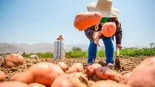 Perú logra acuerdo con este importante país de Sudamérica para exportar papa fresca: nación tiene más de 210 millones de habitantes