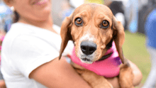 Perrotón 2025 en Circuito Mágico del Agua: feria de adopción más grande del Perú vuelve el 25 de mayo con atención veterinaria gratuita