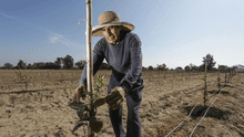 Poemas cortos para Día del Campesino 2025 en Perú para niños de primaria e inicial