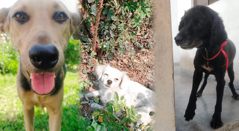 Cataleya, Sultana y Laika buscan hogar: perritas sufren brutal agresión y piden ayuda para manutención en Ate