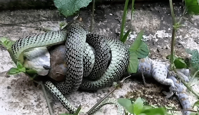 Si quieres ver la brutal batalla entre dos reptiles, revisa nuestra galería de fotos deslizando hacia la izquierda cada imagen del viral de YouTube.