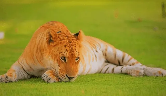 Desliza para conocer al tigón, el felino híbrido que asombró a todos en YouTube. Foto: Captura.
