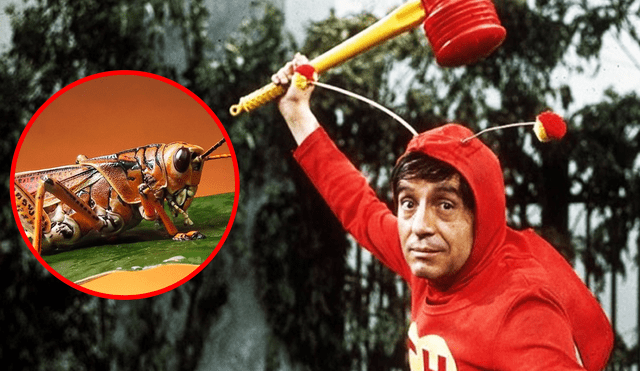Aunque "El Chapulín Colorado" es una popular serie de 'Chespirito', también se trata de un peculiar insecto. Foto: composición La República/Televisa/Delicias Prehispánicas Aunque "El Chapulín Colorado" es una popular serie de 'Chespirito', también se trata de un peculiar insecto. Foto: composición La República/Televisa/Delicias Prehispánicas