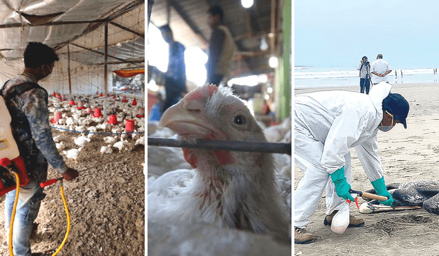 Sujetos expuestos a animales con influenza aviar y que tengan padecimientos respiratorios deben asistir a un centro médico, según el Minsa. Foto: composición LR/EFE/referencial/AFP/difusión Sujetos expuestos a animales con influenza aviar y que tengan padecimientos respiratorios deben asistir a un centro médico, según el Minsa. Foto: composición LR/EFE/referencial/AFP/difusión
