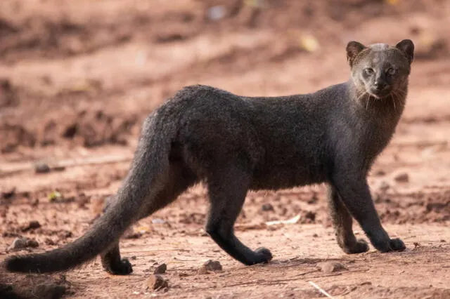 Su reciente aparición en los Estados Unidos ha despertado la curiosidad de muchos. Foto: iNaturalist Ecuador Su reciente aparición en los Estados Unidos ha despertado la curiosidad de muchos. Foto: iNaturalist Ecuador