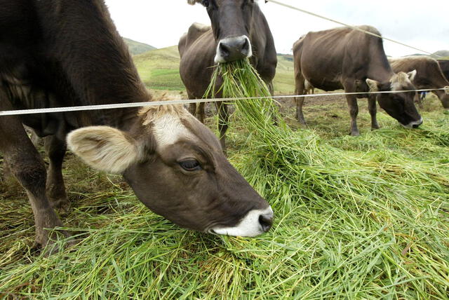 Si bien los productos lácteos suelen ser de vaca, también pueden provenir de otros animales, como la cabra. Foto: Andina Si bien los productos lácteos suelen ser de vaca, también pueden provenir de otros animales, como la cabra. Foto: Andina